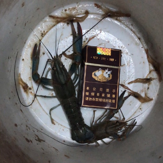 湛江澳洲淡水小龙虾 两虾