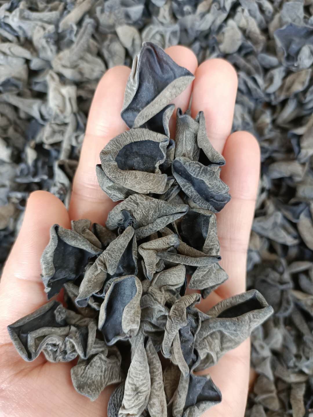 东北黑木耳 圆边碗耳 可供超市平台电商！质量嘎嘎好！包邮