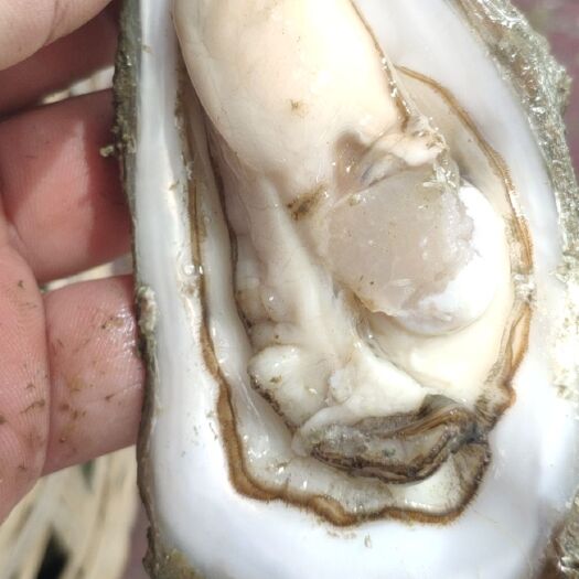 钦州 北部湾生蚝