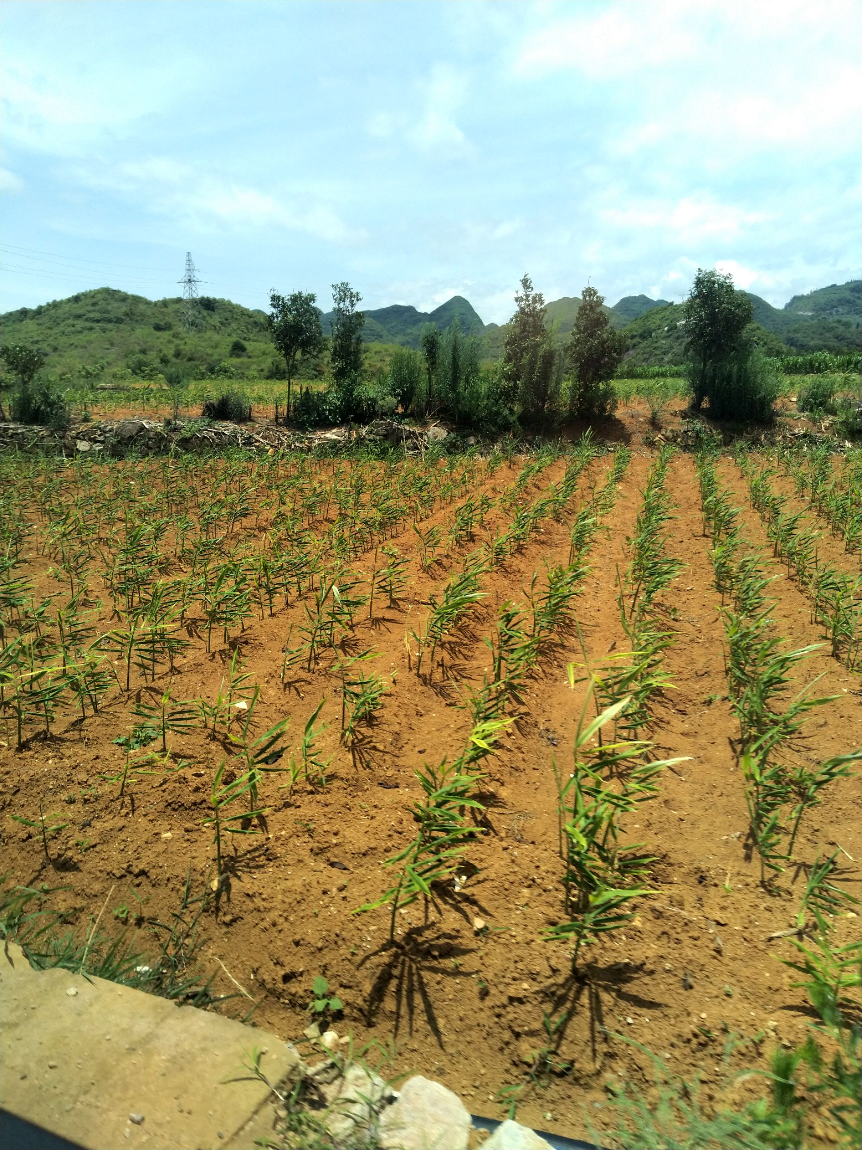 生姜种植技术(生姜种植技术视频播放)