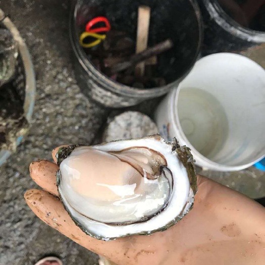 防城港生蚝 自家生蚝批发可以配送！省级市场供应