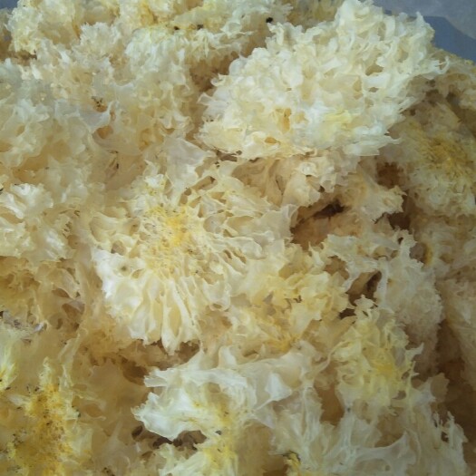 信阳 新段木银耳