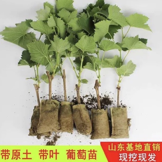 平邑县阳光玫瑰葡萄苗 品种纯正 为种植户挑选优质苗木