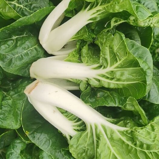 天津奶白菜 奶白。各种叶菜