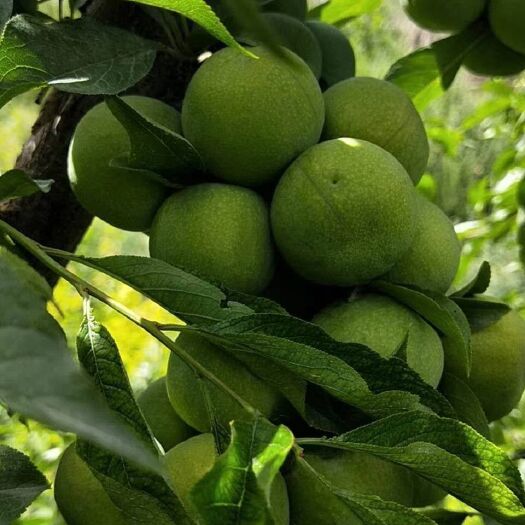 茂县 今天的李子还可以，价格也合适。