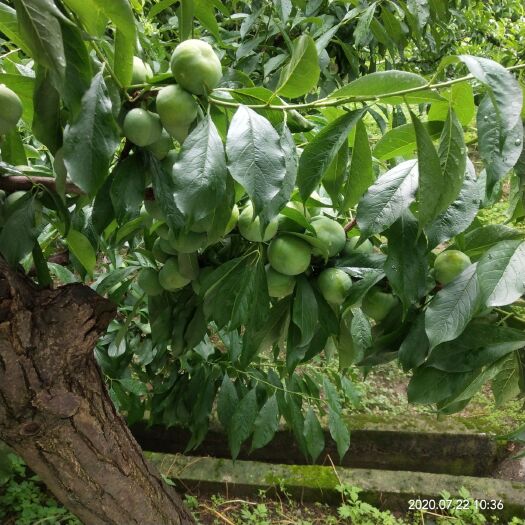 茂县 四川省阿坝州茂县青脆李大量上市了。