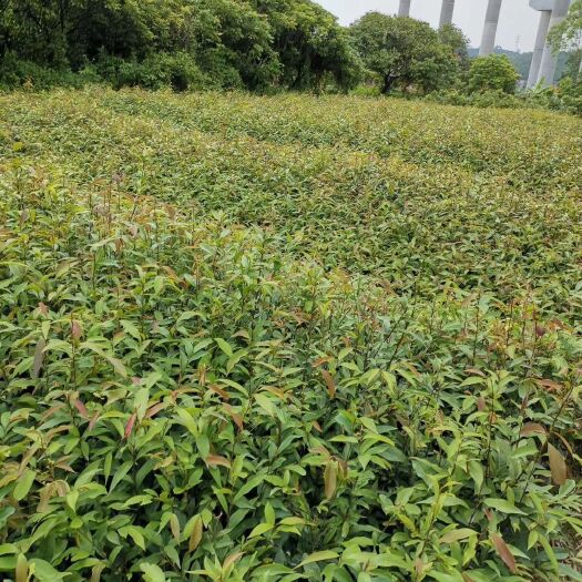 广州红椎树苗  大量供应红椎原生杯苗30－120cm