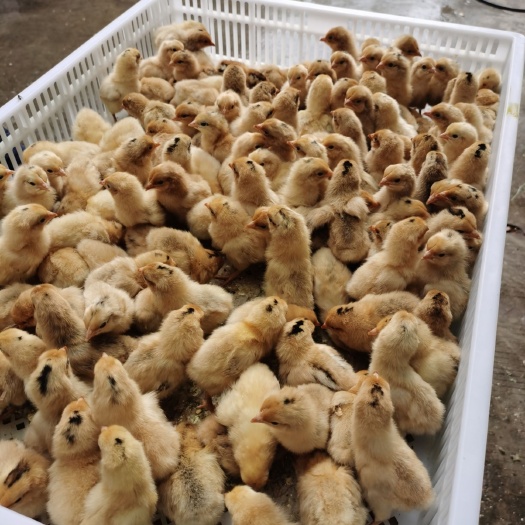 淮南固始鸡苗 淮南王土鸡母苗