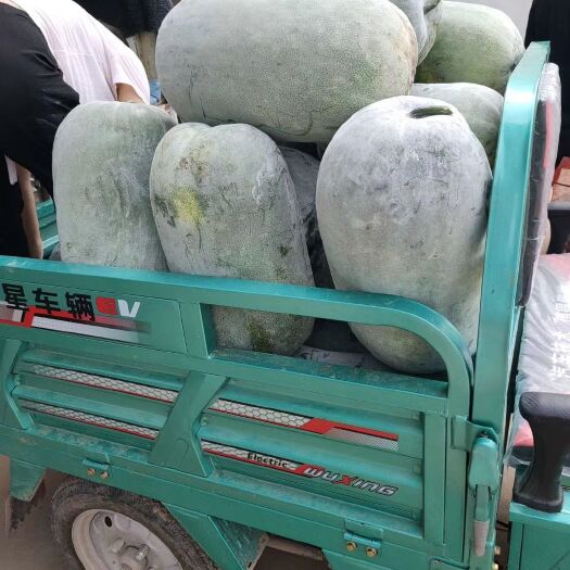 中牟县白皮冬瓜  海南冬瓜大量上市，有需要的请联系。