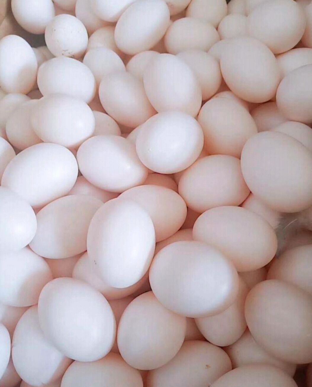 内江鸽子蛋  一件代发精品鸽蛋，新鲜公母鸽蛋，肉鸽蛋，电商高利润产品鲜蛋