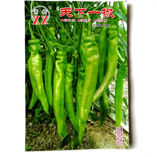 辣椒种子 天下一椒辣椒早熟大果型黄皮尖椒粗长牛角型黄绿色