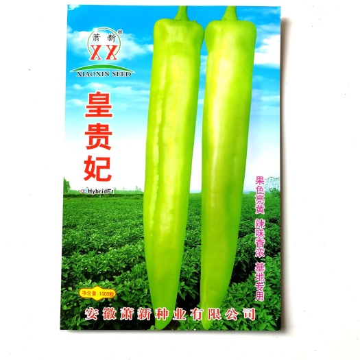 辣椒种子皇贵妃辣椒 淡黄色浓辣型尖椒早熟果面光滑顺直且光亮