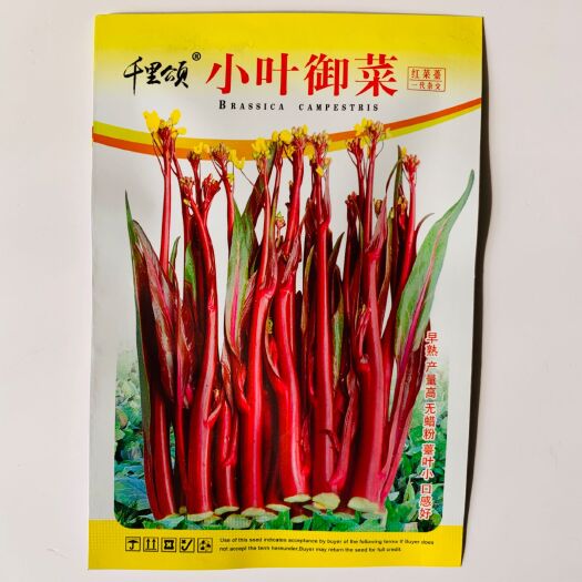 红菜苔种子 小叶御菜红心菜苔早熟丰产无蜡粉苔呈亮紫红色味道甜