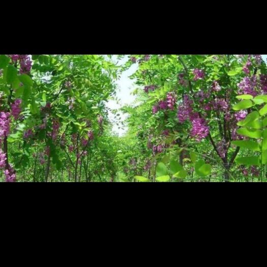 齐河县紫花含笑 紫花槐