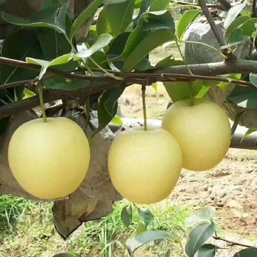莒县 黄金梨大量供应，质量保证