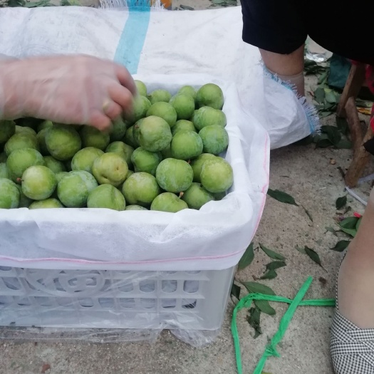 内乡县青脆李 清脆李离核，清脆可口，硬度好耐运输。欢迎实地考察量大