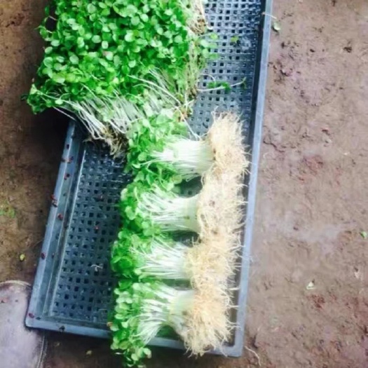 宽城县红香椿苗  芽苗菜