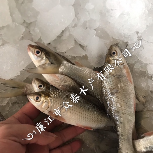廉江市 土鲮鱼 一手货源 一年四季有货