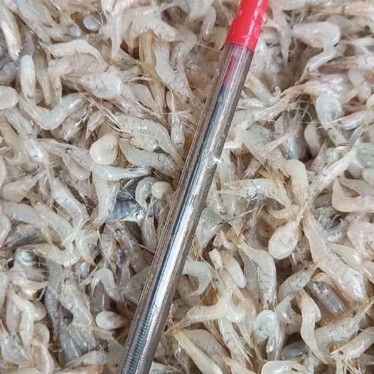 草虾 小虾米，大中小都有，一手货源，一年四季有货