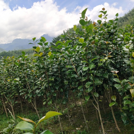 兴安县红红火火茶花树