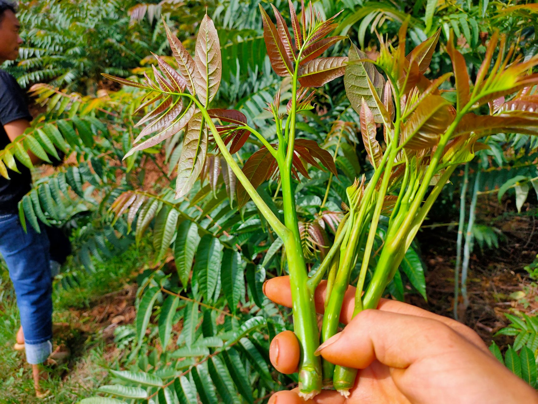 香椿苗（云南四季香椿苗，一年四季不落葉不休眠，發(fā)芽快產(chǎn)量高）