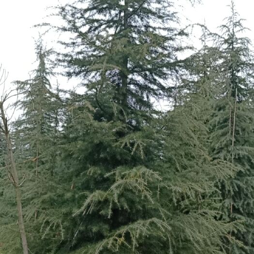 南京普通雪松