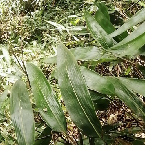 泾县粽叶 新鲜粽子叶现摘发货皖南宣城泾县特产高山箸叶粽子叶3件包邮