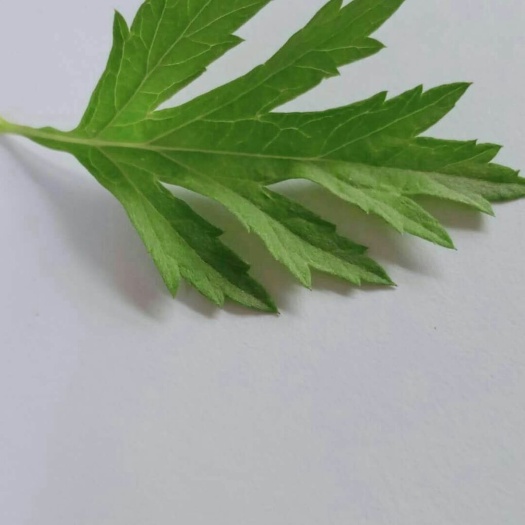十堰艾草