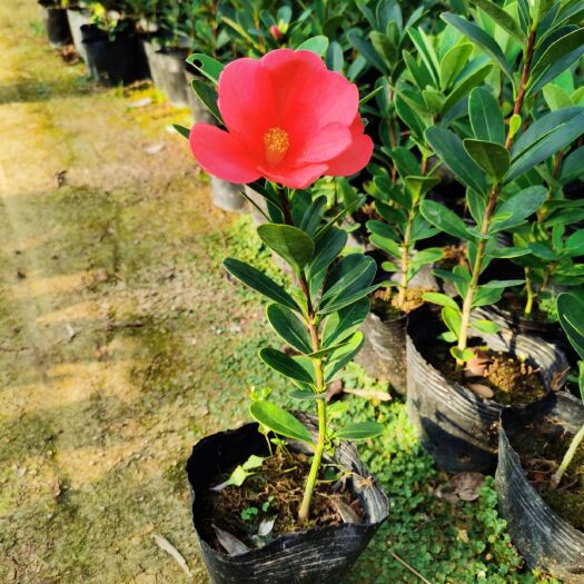 漳平市四季杜鹃茶花基地直销带盆发货，常年带花苞