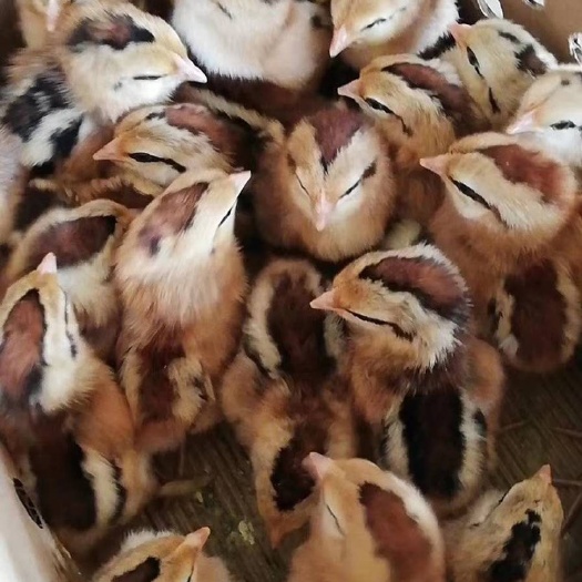 南宁青脚麻鸡苗 禽苗批发