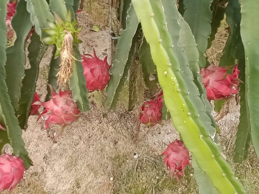 紅心火龍果 特大（1斤以上）