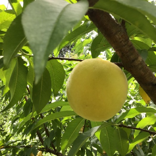 茶陵县 炎陵黄桃