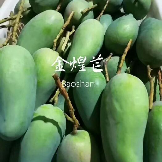 保山金煌芒 10两以上