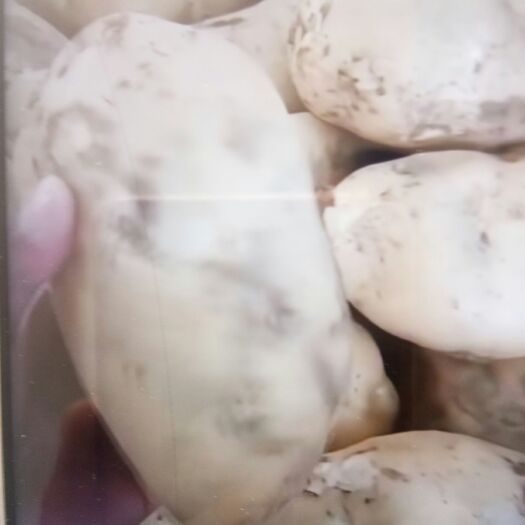 公主岭市黄心土豆 个头大，皮毛好黄心货