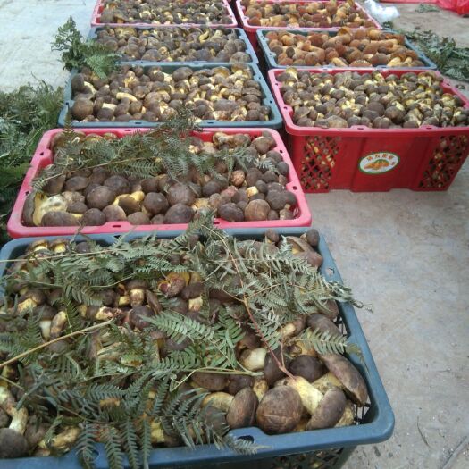丘北县 黄牛肝菌，小黑阳肝