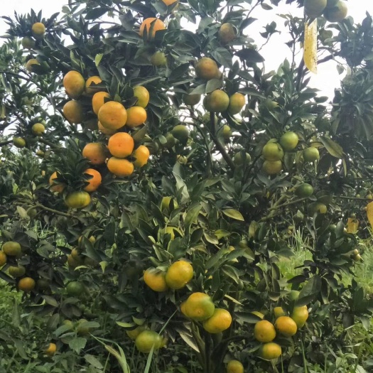 柑树苗 特早熟柑橘新品种大分四号苗价格 均高60 苗木健壮 根系发达