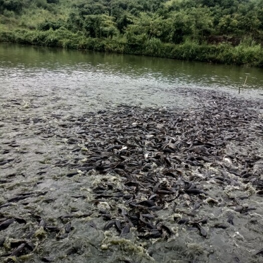 埃及鲶鱼 埃及鱼塘角鱼