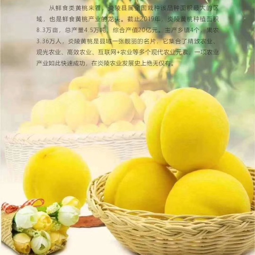 炎陵县炎陵黄桃