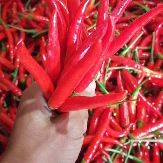 蒙自市朝天椒 现菜现卖 保证新鲜
