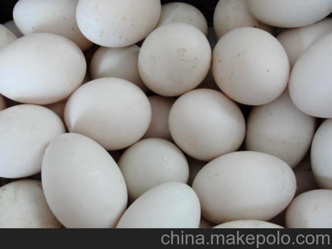 台前县番鸭蛋  非洲雁种蛋，番鸭种蛋，商品蛋，肉鸭