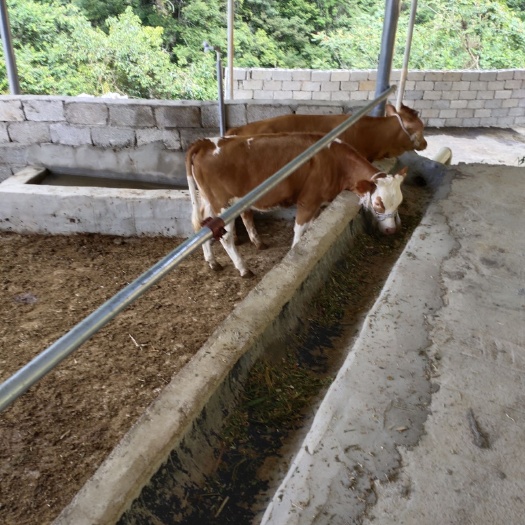肉牛  西杂牛