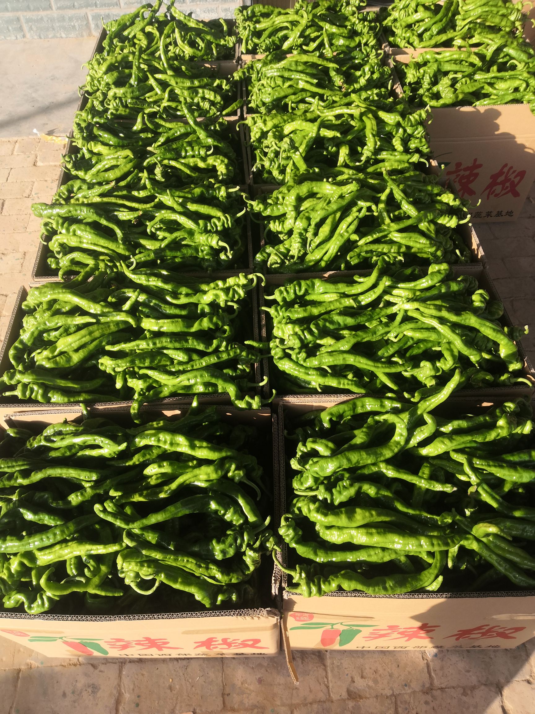  定边辣椒大量上市