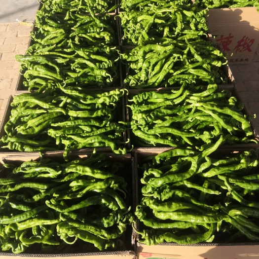 定边县 定边辣椒大量上市
