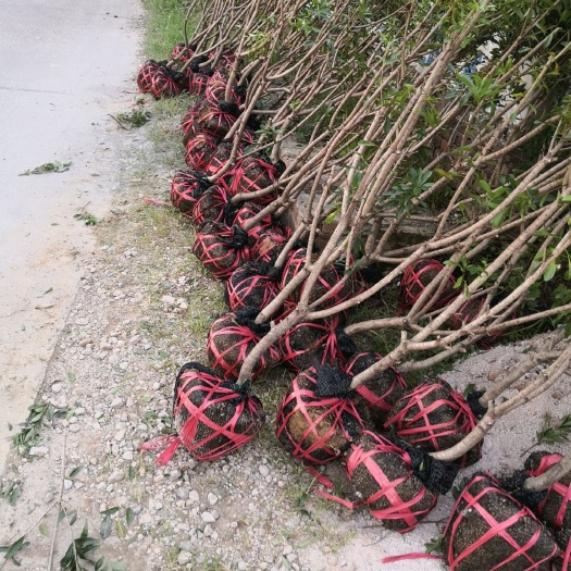 靖州县荸荠杨梅种苗 杨梅苗超低价批发