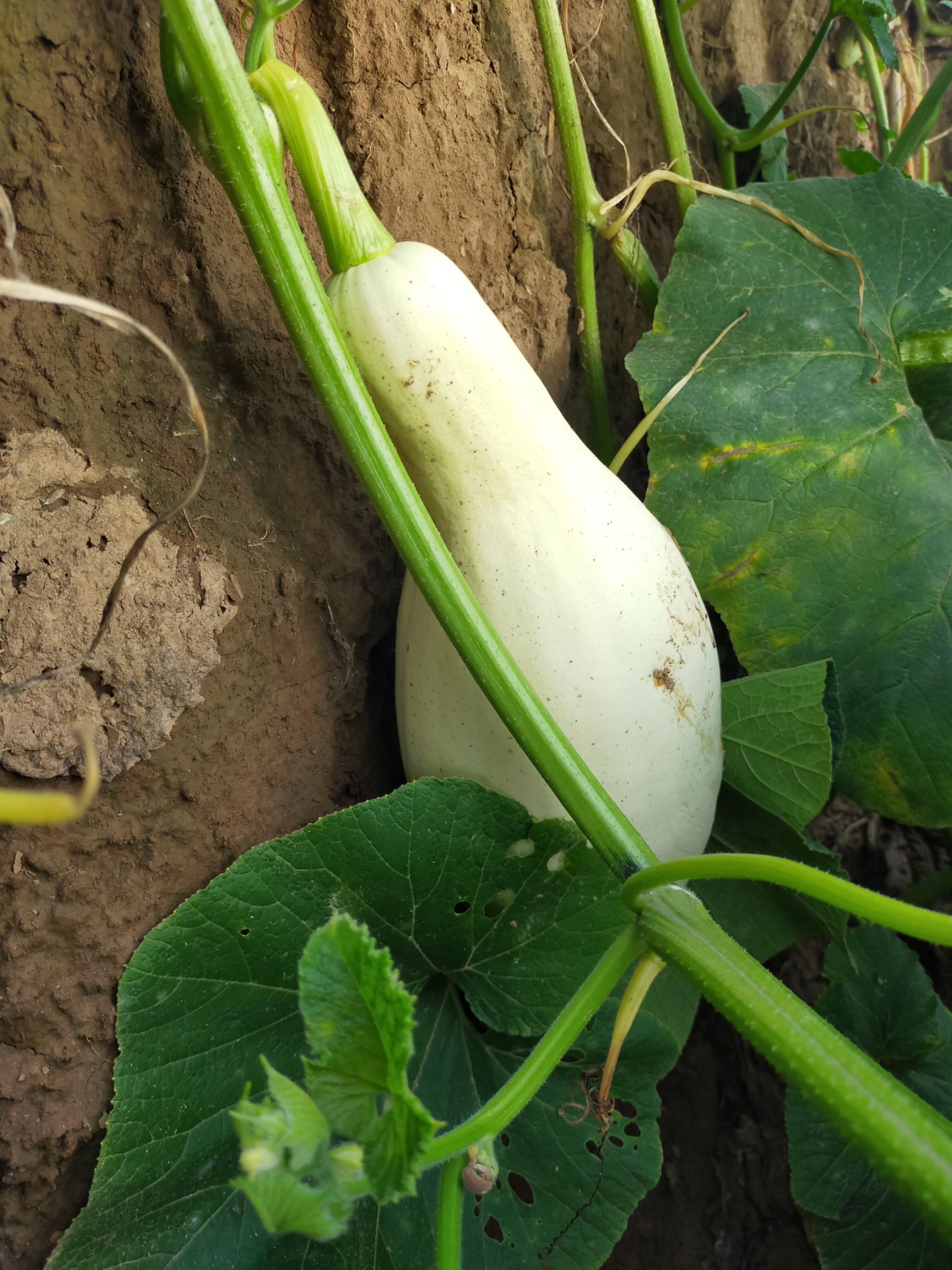 [白皮南瓜批发] 无糖南瓜包子专用食材价格0.7元/斤 - 惠农网