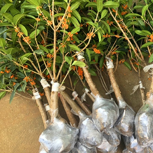 宿迁金桂花丹桂沉香桂日香桂花小苗盆栽地栽树苗四季桂包邮
