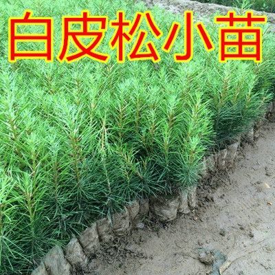 宿迁白皮松苗 白皮松树苗庭院绿化苗木黑松白皮松树苗塔柏苗蜀桧雪松