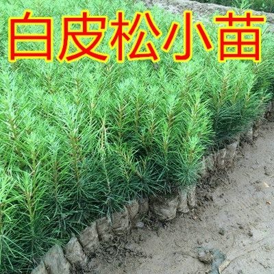 宿迁白皮松树苗庭院绿化苗木黑松白皮松树苗塔柏苗蜀桧雪松苗雪松树