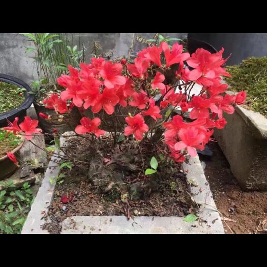 盘州市国旗红杜鹃 小叶映山红国国旗红。