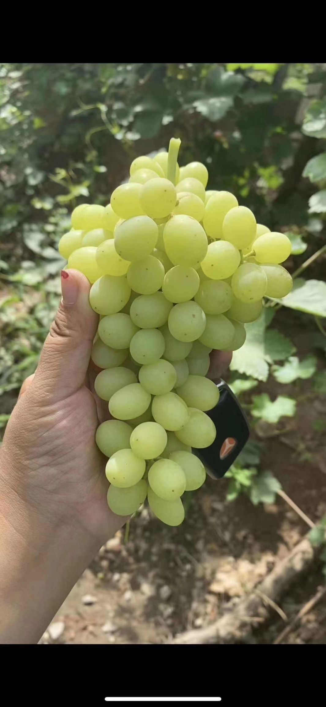 吐鲁番新疆吐鲁番青提葡萄-无核白葡萄